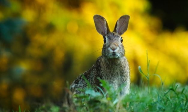 Allevamento di conigli: prestare attenzione a questo se si vuole allevare conigli