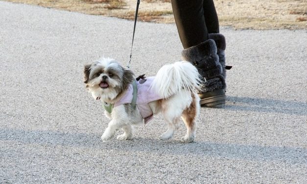 Contratto di protezione dei cani: cosa fare attenzione quando si acquista un cane