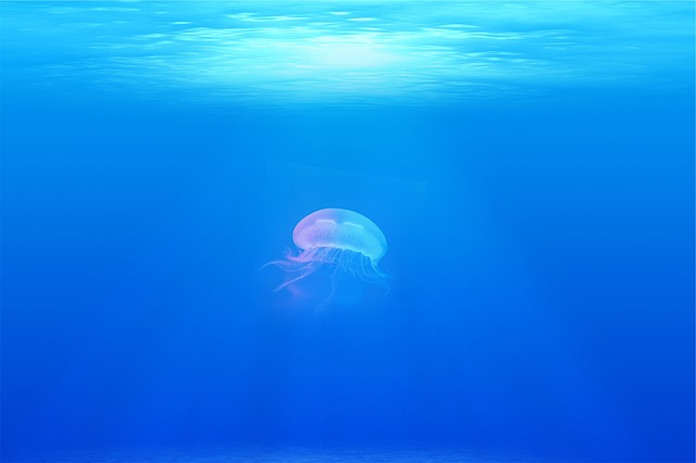 Conservare le meduse nell’acquario