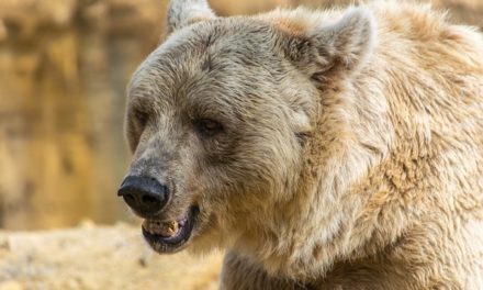 L’acquisto di un orso wraparound: si dovrebbe essere consapevoli di quello