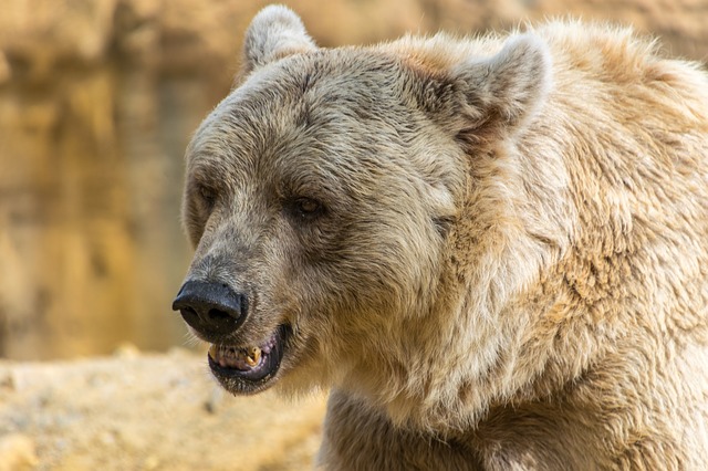 L’acquisto di un orso wraparound: si dovrebbe essere consapevoli di quello