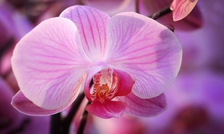 Piantare orchidee: Come utilizzare l’impilatore di orchidee