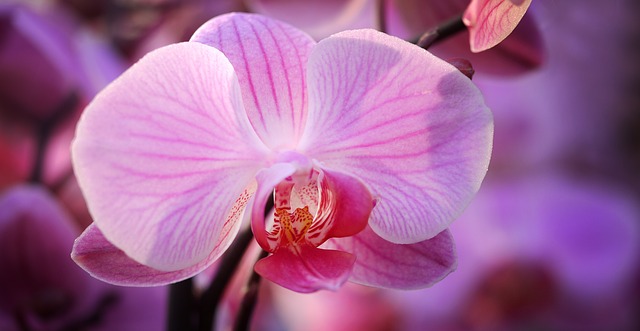 Piantare orchidee: Come utilizzare l’impilatore di orchidee