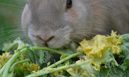 Fare il proprio cibo di coniglio: ecco come funziona