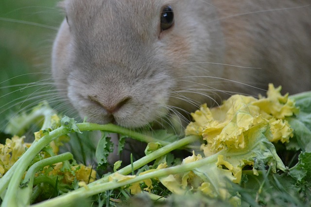 Fare il proprio cibo di coniglio: ecco come funziona