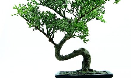 Fare un bonsai da soli: come può funzionare