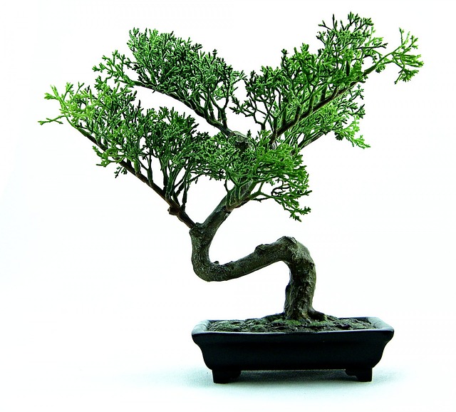Fare un bonsai da soli: come può funzionare