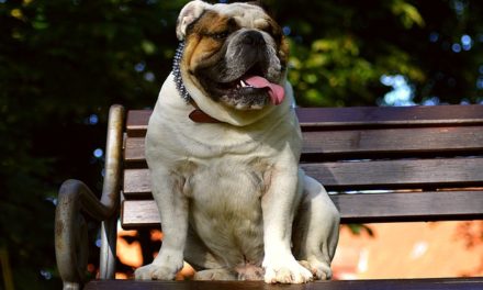 Bulldog francese: come prendersi cura degli animali