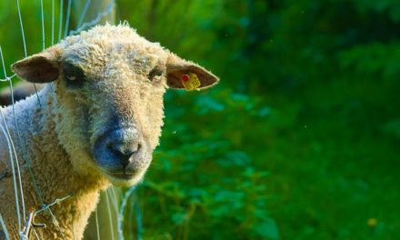 Cosa mangiare pecore: nutrire le pecore secondo la loro specie