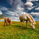 Fertilizzare il prato: cosa fare?