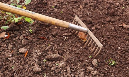 Piantare la copertura del terreno su un pendio: consigli utili