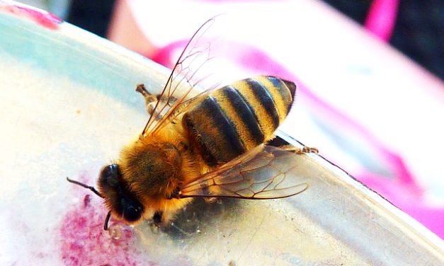 Rimedio casalingo contro le punture di vespa: il gonfiore diminuisce