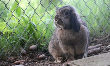 Conigli stabili: come mantenerli correttamente