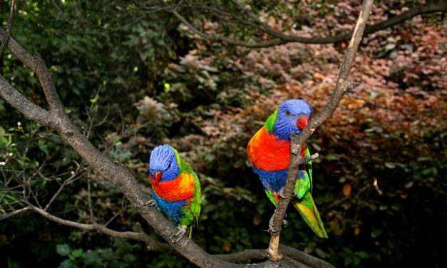 Registrazione dei pappagalli: come farlo bene