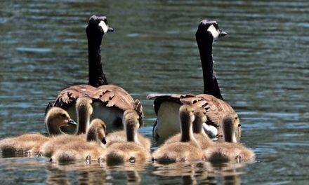 Alimentazione anatra: Suggerimenti per l’alimentazione degli uccelli acquatici