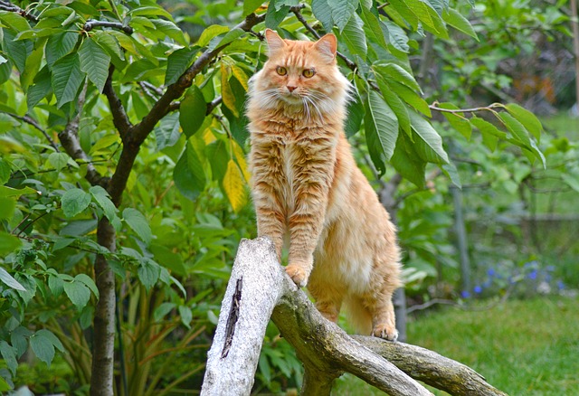 Comprare Maine Coon