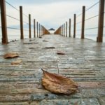 Cosa può essere piantato in marzo?
