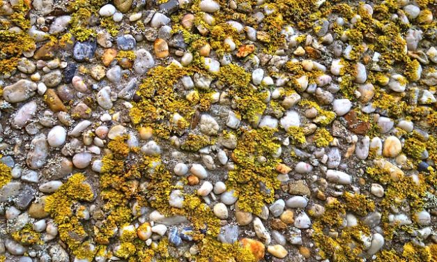 Le alghe blu-verdi sono velenose: cosa fare in caso di avvelenamento?
