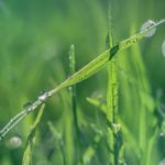 Falciatura di un prato alto: consigli per il giardinaggio