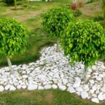 Tagliare Benjamini: notare quanto segue