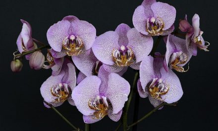 Tagliare orchidee posteriori: è così che funziona
