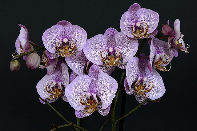 Tagliare orchidee posteriori: è così che funziona
