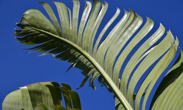 Banana albero: cura corretta per i rami