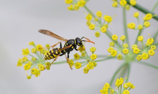 Le vespe impollinano i fiori? Vale la pena sapere della sferocofilia
