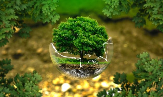 Allevamento bonsai: come allevare i germogli