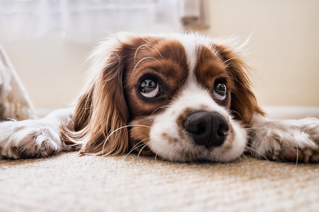 Cane entra in casa: contromisure