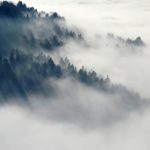 Cura dell’albero di Giuda: ecco come funziona