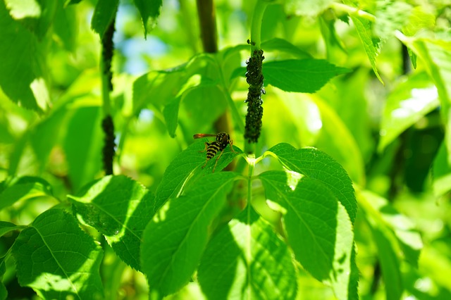 Distribuzione di vespe con rame: ecco come funziona