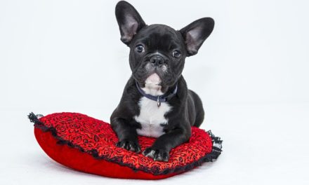Francese cuccioli Bulldog: fatti interessanti circa l’atteggiamento e la gestione
