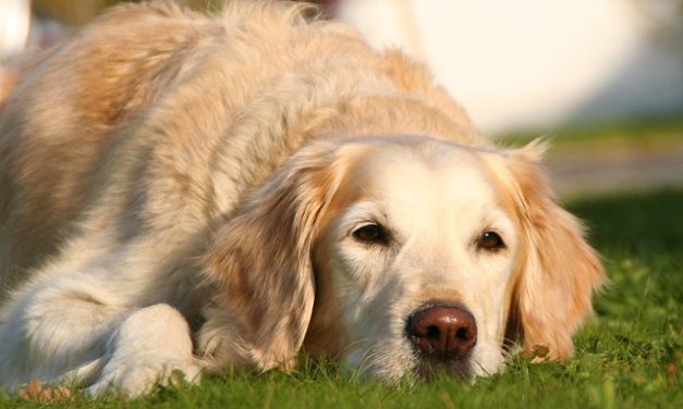 Il naso del cane diventa più leggero: cosa fare?