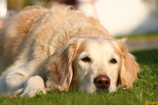 Il naso del cane diventa più leggero: cosa fare?
