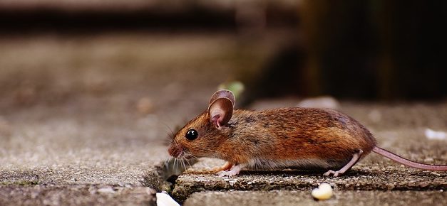 Mantenere i topi come animali da compagnia: come mantenerli in linea con le loro specie