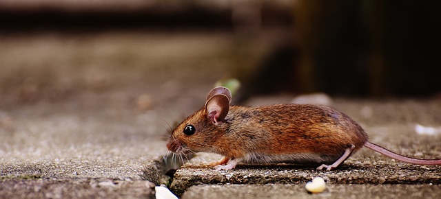 Mantenere i topi come animali da compagnia: come mantenerli in linea con le loro specie