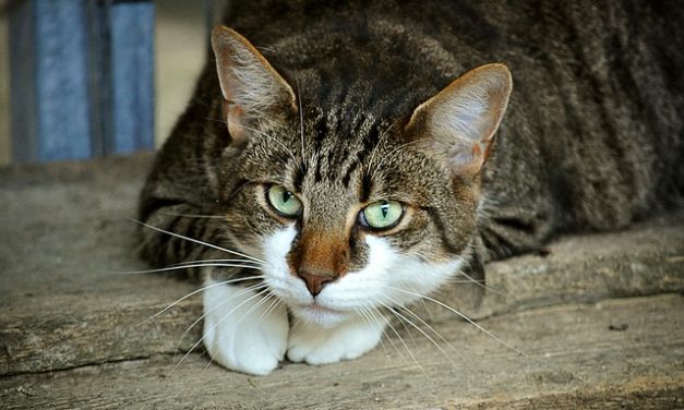 Morsi di gatto durante le coccole: come comportarsi correttamente