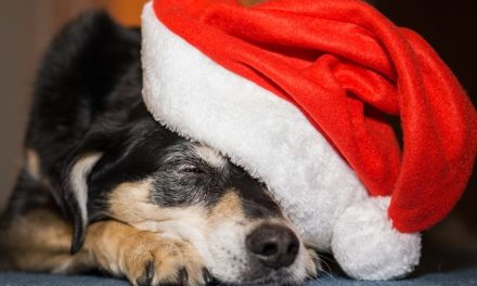 Regalo di Natale per cani: alcune idee