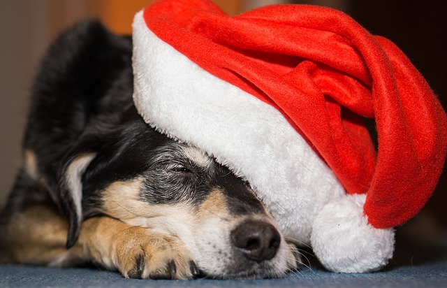 Regalo di Natale per cani: alcune idee