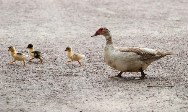 Vertebre lombari spostate: in modo da alleviare il dolore e promuovere il recupero