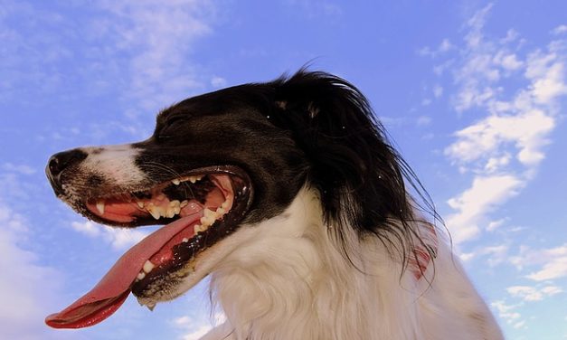 Cane è respiro corto – in modo da poter alleviare il disagio