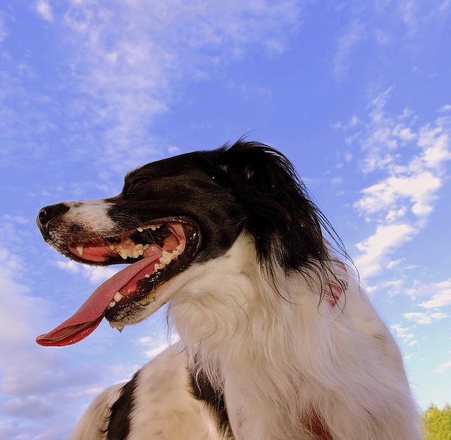 Cane è respiro corto – in modo da poter alleviare il disagio