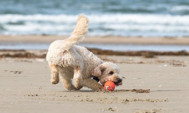 Quanto costa uno Yorkshire Terrier? Fatti interessanti sui costi di detenzione degli animali