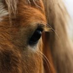 Spaventa la talpa infastidisce: cosa fare?