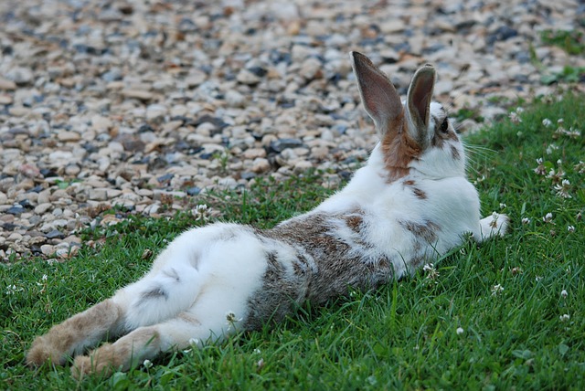 Razze di conigli: cosa dovreste considerare quando acquistate razze di conigli