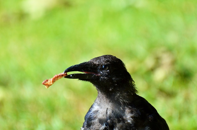 Alimentazione corvi: prestare attenzione a questo aspetto