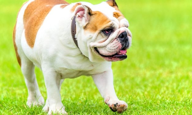 Bulldog inglese come cane da famiglia: la natura e l’atteggiamento del Bulldog
