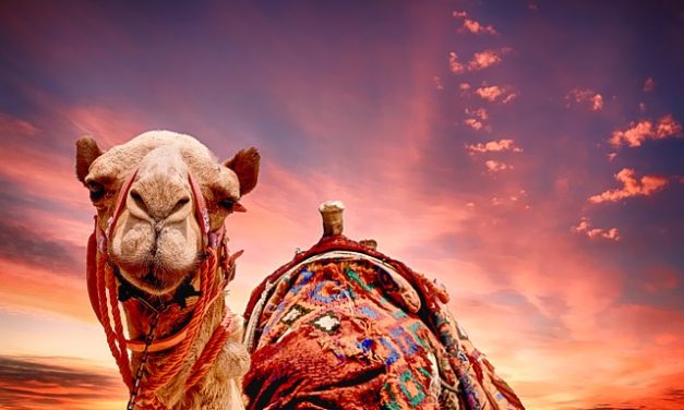 Comprare un cammello: sensato o no?
