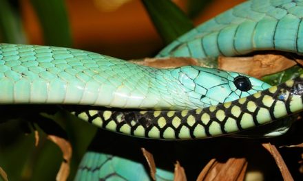 Mantenere i serpenti velenosi in Germania: bisogna essere consapevoli di ciò